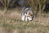 ALASKAN MALAMUTE 867